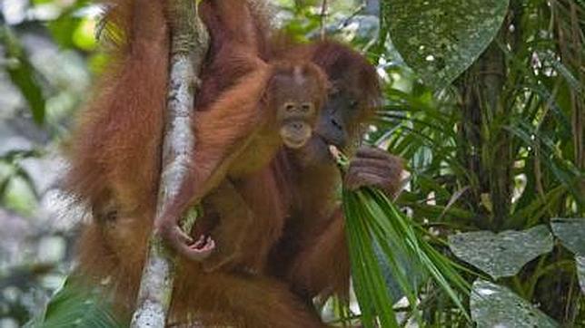 El orangután y el hombre, más distintos de lo que se creía