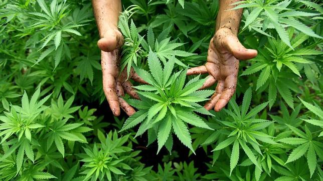 Un grupo de congresistas quiere legalizar el cannabis