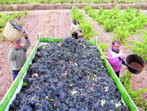 Villafranca recoge un 29% menos de uva pero con más calidad