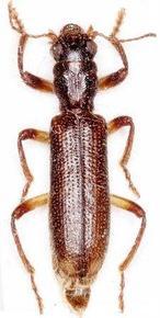 Una nueva especie de insecto aparece en Murcia y Castilla-La Mancha