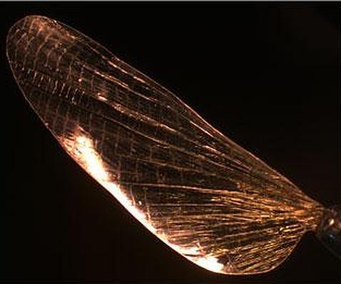 Crean un material fuerte como el aluminio que imita la cutícula de los insectos