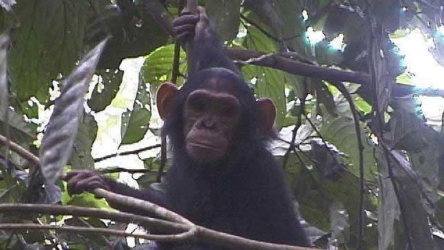 Aconsejan restringir los ensayos clínicos con chimpancés