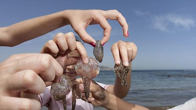 Seis picaduras de verano: cómo evitarlas y curarlas