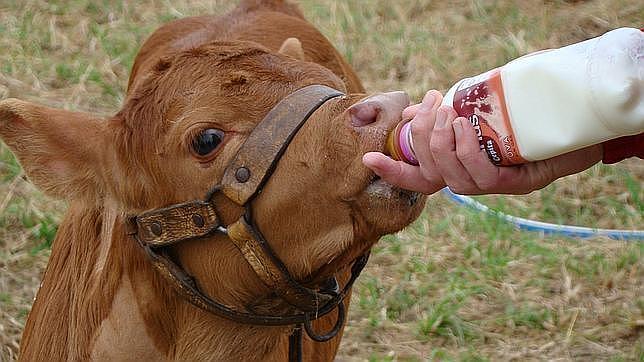 Una vaca clonada comienza a dar leche similar a la materna