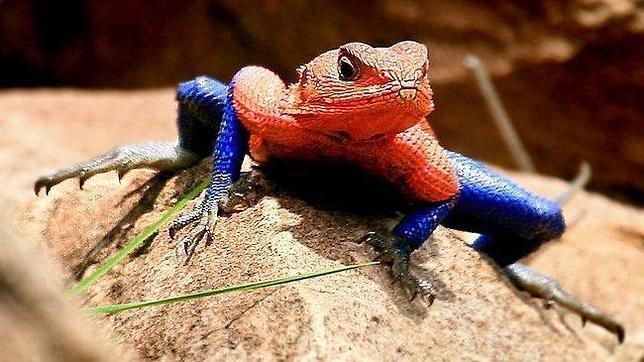 Un lagarto azul y rojo, a lo «spiderman», de roca en roca por Kenia