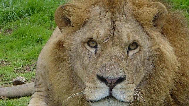 Los ecologistas se oponen al traslado de animales salvajes desde Namibia hasta Cuba