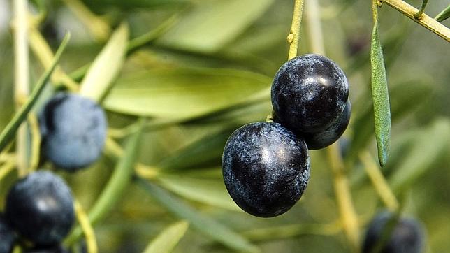 España promociona esta semana el aceite de oliva en Australia
