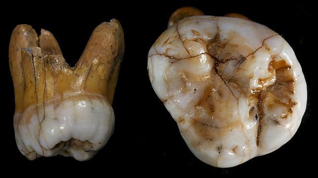 Confirman la existencia de una nueva especie humana, «hermana» de los neandertales