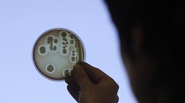 El tratamiento con antibióticos puede alterar la flora intestinal