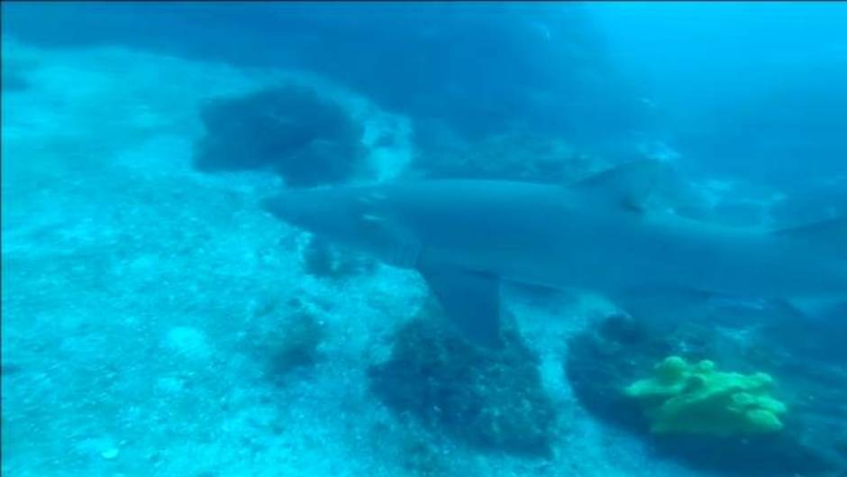 Un submarinista español libera a un tiburón cuando estaba tragándose