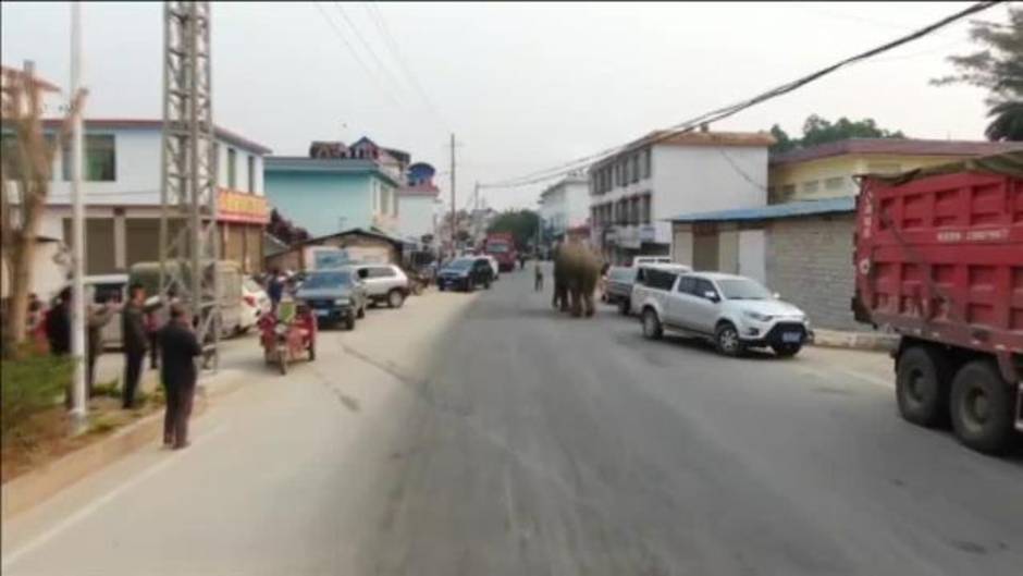 Un elefante salvaje destroza nueve coches al sudoeste de China