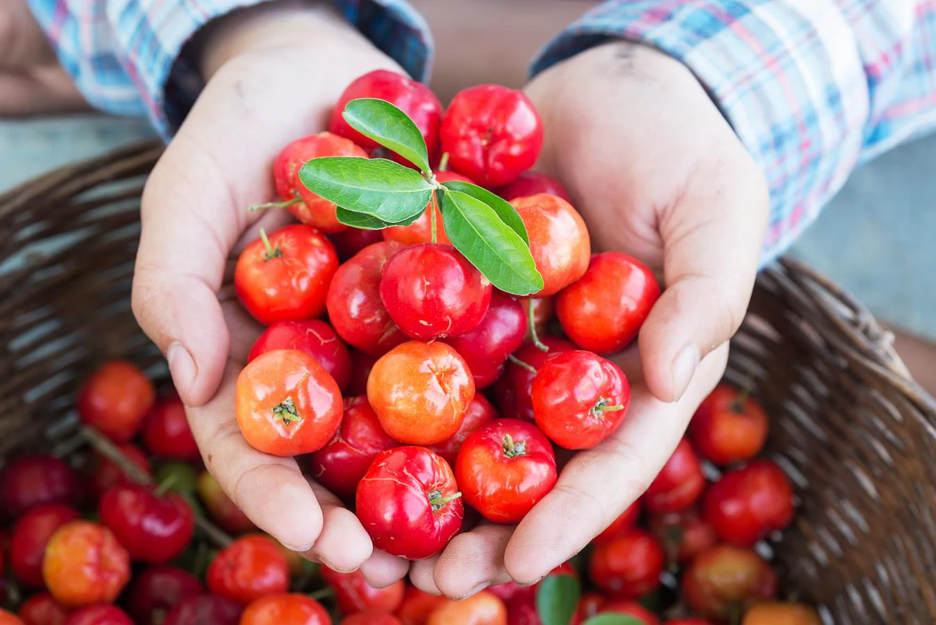 La acerola tiene 20 veces más vitamina C que la naranja