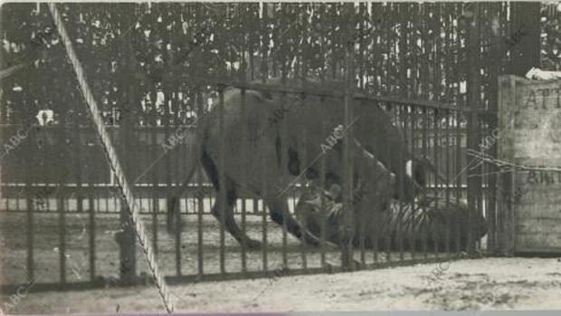 La única fotografía que se hizo del momento de la lucha entre el toro y el tigre en San Sebastián