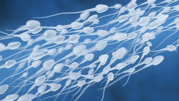 espermatozoides-kITC--620x349@abc