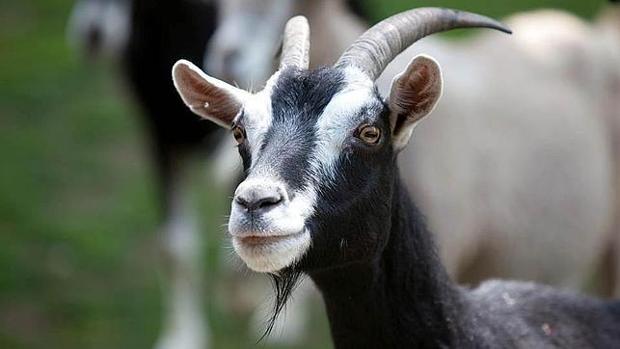 Las cabras tienen la capacidad de comunicarse con los seres humanos como perros y caballos
