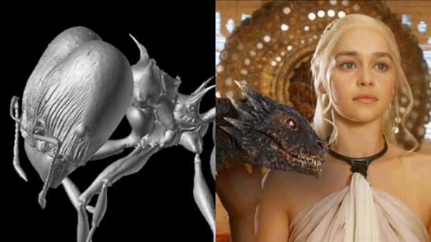 Pheidole drogon, a la izquierda, una de las nuevas especies descubiertas