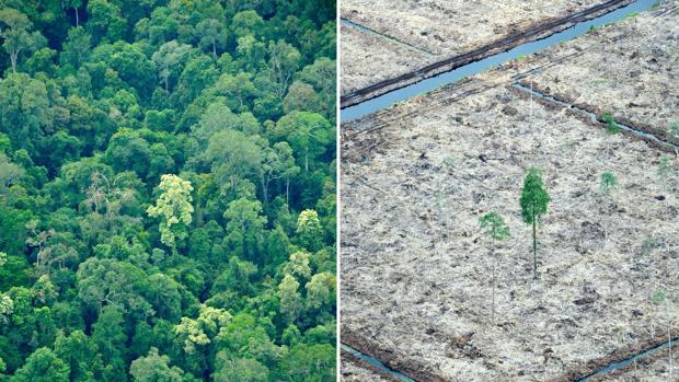La mayoría de la superficie de tierra del planeta ya ha sido explotada en beneficio del desarrollo socio-económico