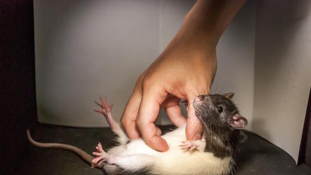 Un investigador hace cosquillas a una rata