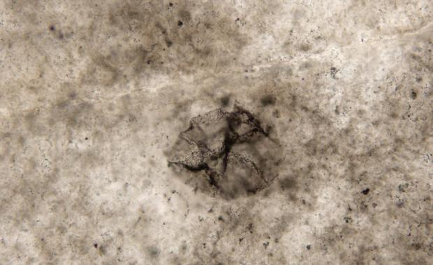 Estas bacterias eran grandes, esféricas y con un aspecto diferente al de las bacterias actuales