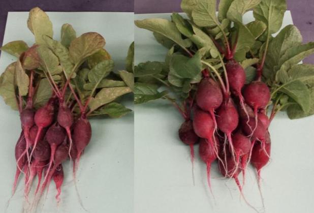 Los rábanos de la derecha, notablemente más grandes, se cultivaron con la ayuda de una hoja biónica que produce fertilizantes con bacterias, luz solar, agua y aire
