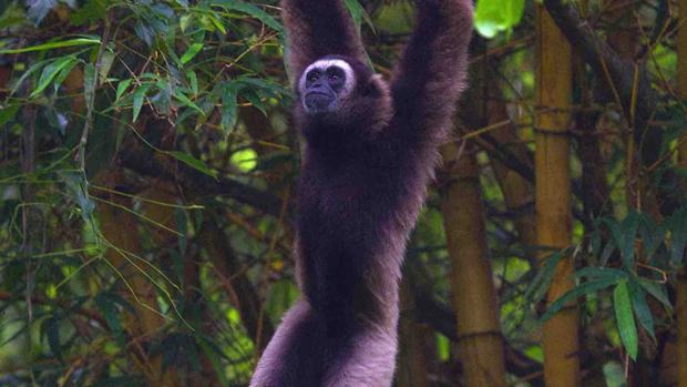 La tala de bosques tropicales ha contribuido a la disminución de la población en muchos animales, incluido el gibón de Borneo