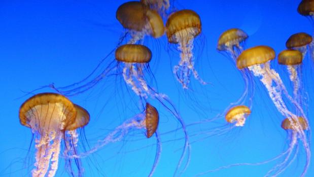 Medusas