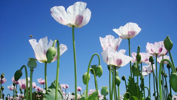 Flores de adormidera