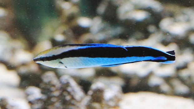 Labroides dimidiatus