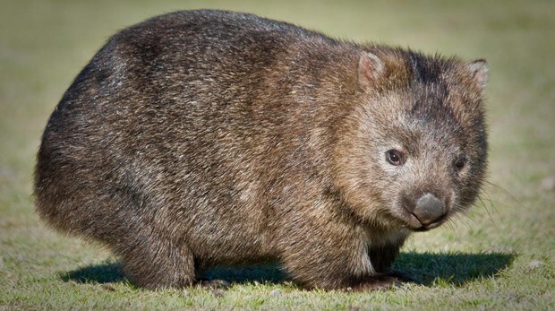 Cientificos Explican Por Que El Wombat Hace Caca Cubica