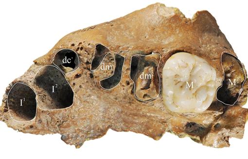Fósil del joven de Xujiayao