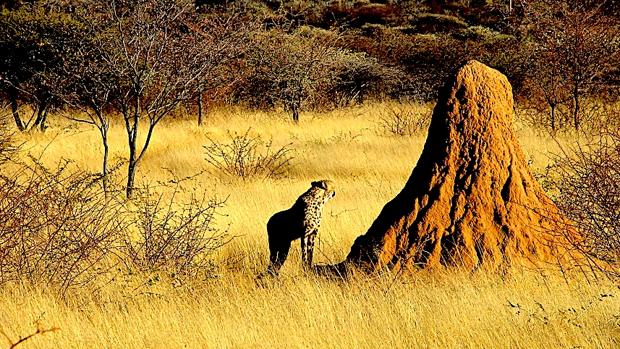 Guepardo acecha alrededor de un montículo de termitas de un metro de altura en Namibia