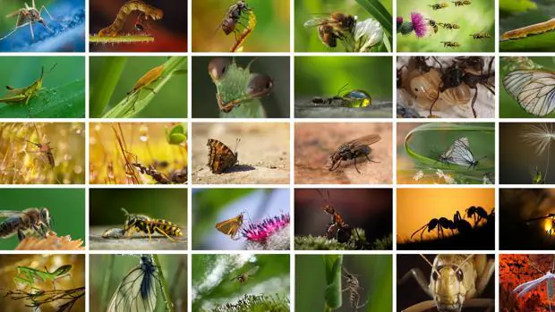 Que Ocurriria Si Desaparecieran Los Insectos