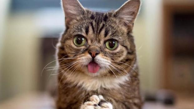 Lil Bub, estrella de internet