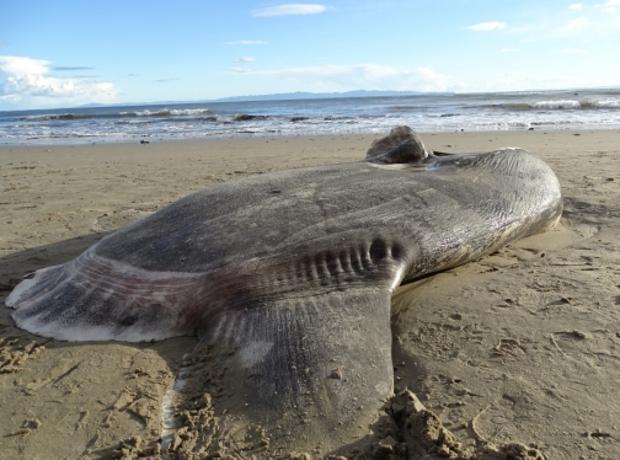 El colosal pez luna en una playa en Santa Barbara, California