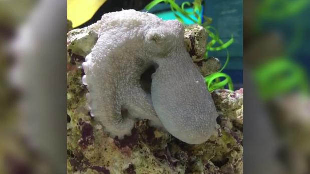 Un pulpo de la especie Octopus hummelincki captado mientras dormía