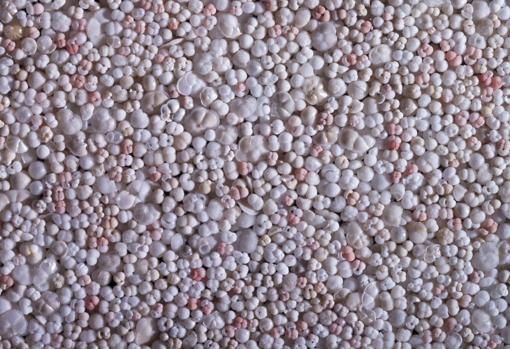 Foraminíferos planctónicos extraídos de sedimentos del mar Caribe. Cada concha mide menos de un milímetro