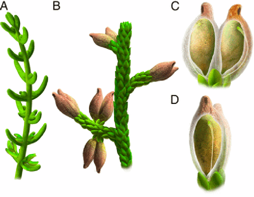Figura 2. Reconstrucción de Montsechia vidalii. (A) Tallo estéril con ramas y hojas opuestas. (B) Tallo fértil con hojas esquamiformes imbricadas y varias parejas de frutos. (C y D) Los frutos muestran un pequeño poro apical y una sola semilla (C, en vista lateral; D en vista frontal).