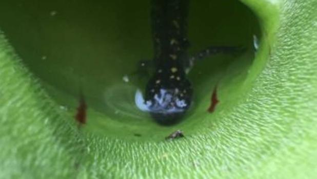 Una salamandra atrapada en una planta carnívora del parque Algonquin en Ontario
