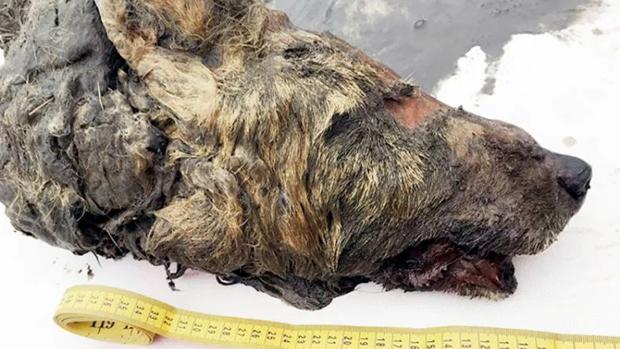 La cabeza de lobo gigante hallada en Siberia