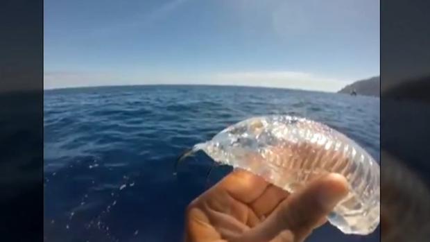 ¿Qué son las salpas, las extrañas criaturas transparentes que han ...