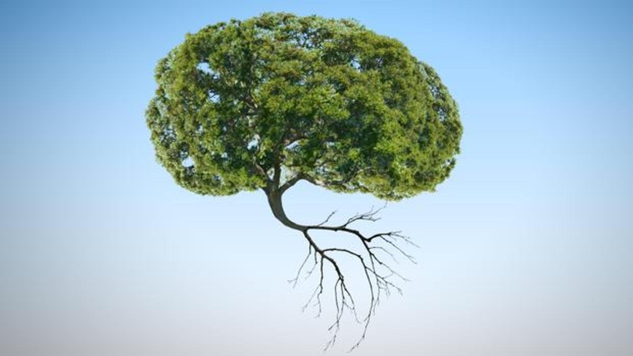 ¿Son las plantas inteligentes y conscientes de sí mismas?