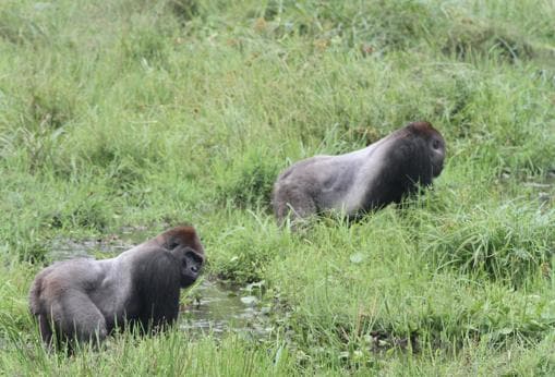 Descubren que los gorilas tienen amigos para toda la vida y celebran grandes «fiestas» anuales 205517-kAr--510x349@abc