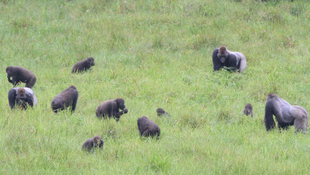 Tres grupos distintos de gorilas se mezclan mientras comen en el claro de Mbeli Bai, en el Parque Nacional de Nouabale-Ndoki, en República del Congo