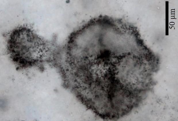 Una de las imágenes del posible fósil, hallado en rocas de Sudáfrica