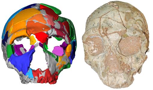 El cráneo Apidima 2 (izquierda) y su reconstrucción (derecha)
