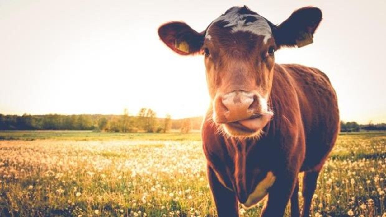 El misterio tras la muerte de centenares de vacas francesas