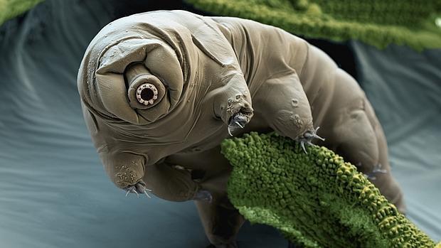 Tardígrado al microscopio