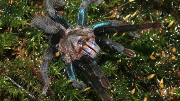 La nueva tarántula turquesa hallada en Sri Lanka
