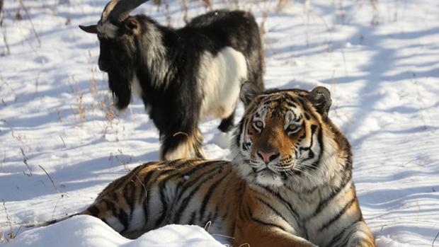 Fin a una curiosa amistad: fallece la cabra Amur, cuyo apego al tigre Timur los hizo famosos en Rusia