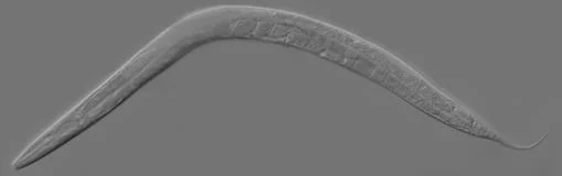 El nematodo «Caenorhabditis elegans», en el que se estudian las bases de la longevidad